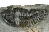 Bargain, Bug-Eyed Coltraneia Trilobite Fossil - Ofaten, Morocco #368598-2